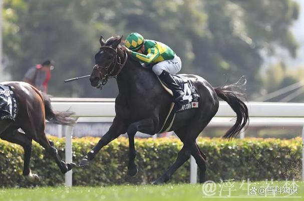 中国年轻骑手与赛马的故事